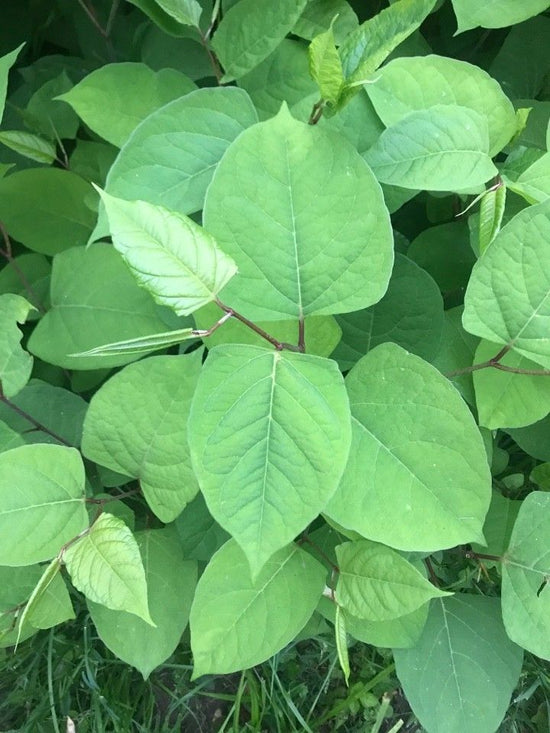 Fallopia Multiflora Leaf