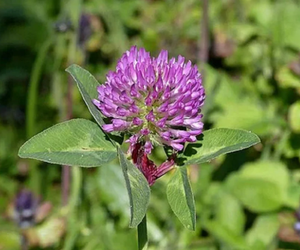 Capyxil