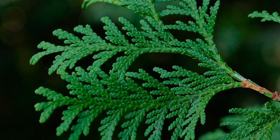Oriental Thuja Leaf